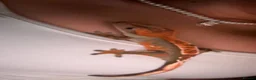 Gecko reptiles for sale: crested gecko for rehoming  in Leyland - Advert 1