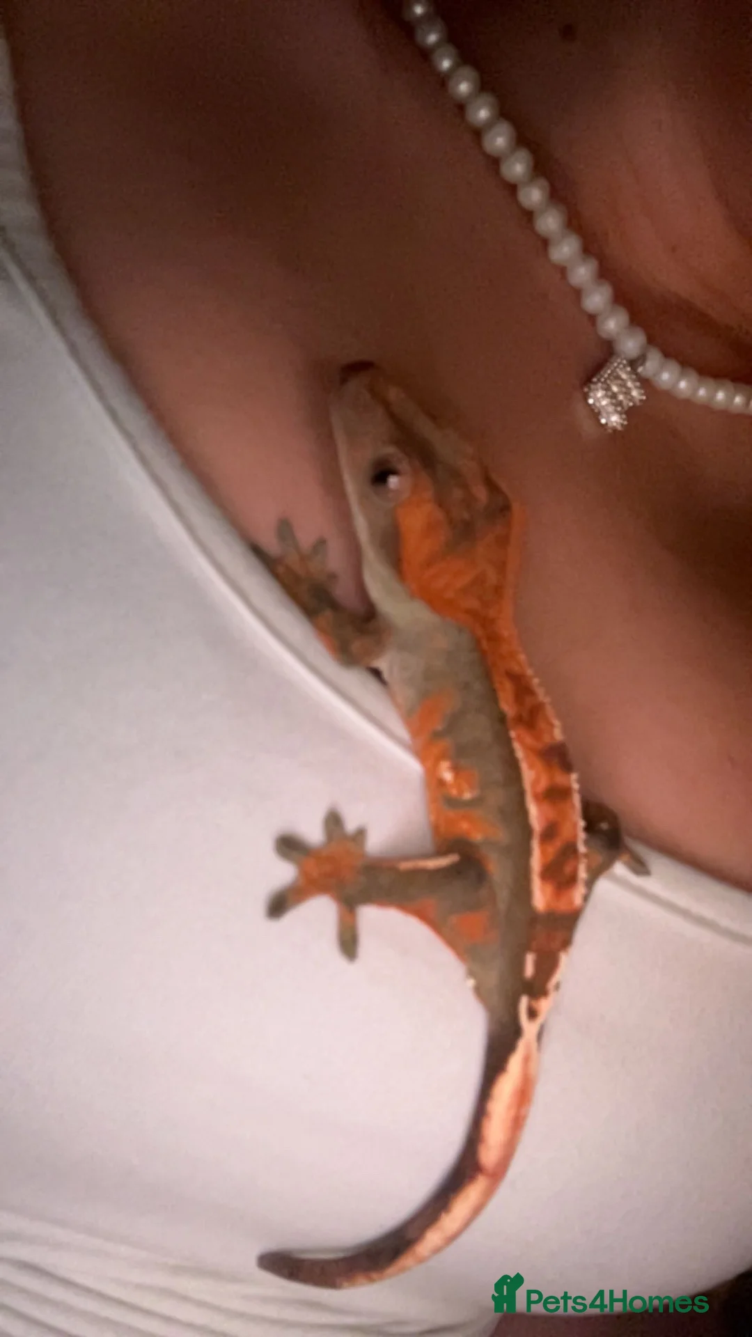 Gecko reptiles for sale: crested gecko for rehoming  in Leyland - Advert 1