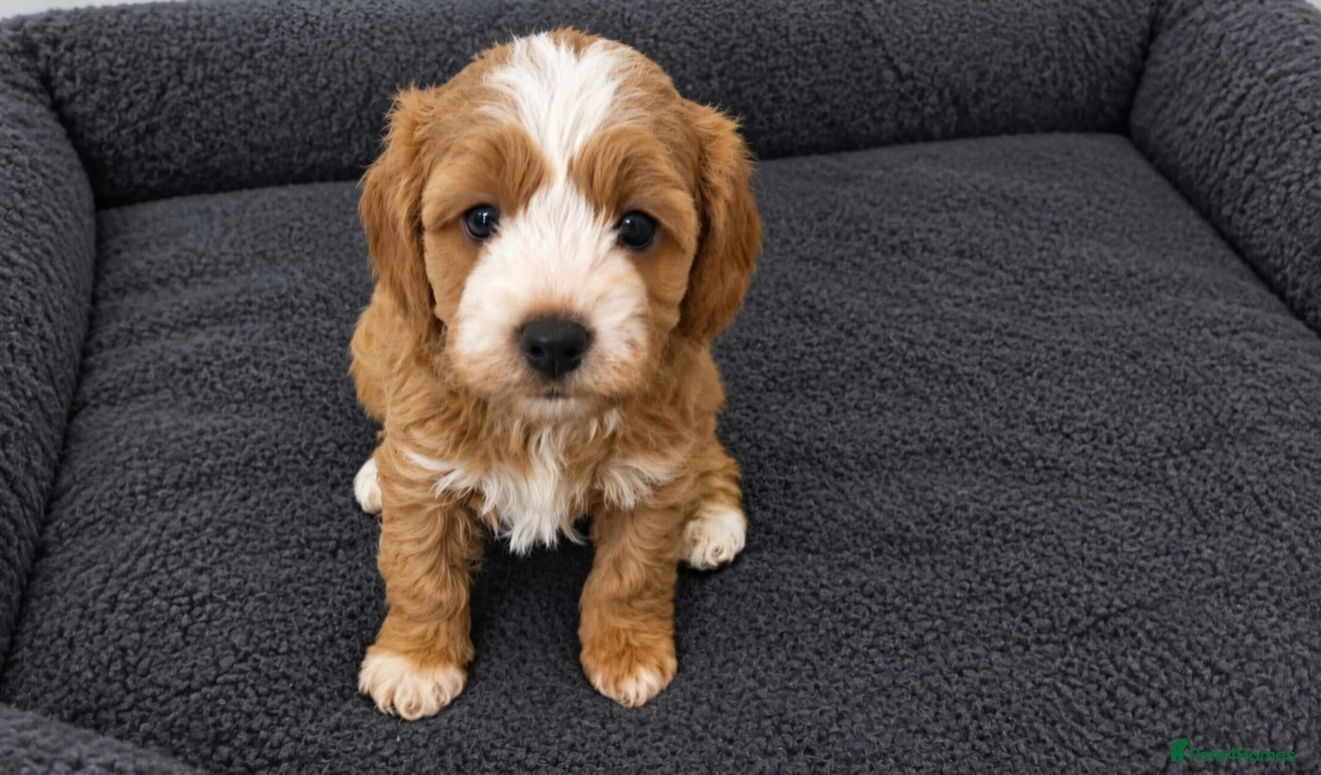 Cavapoo dogs for sale: Extensively health tested F1B cavapoo puppies - Advert 20