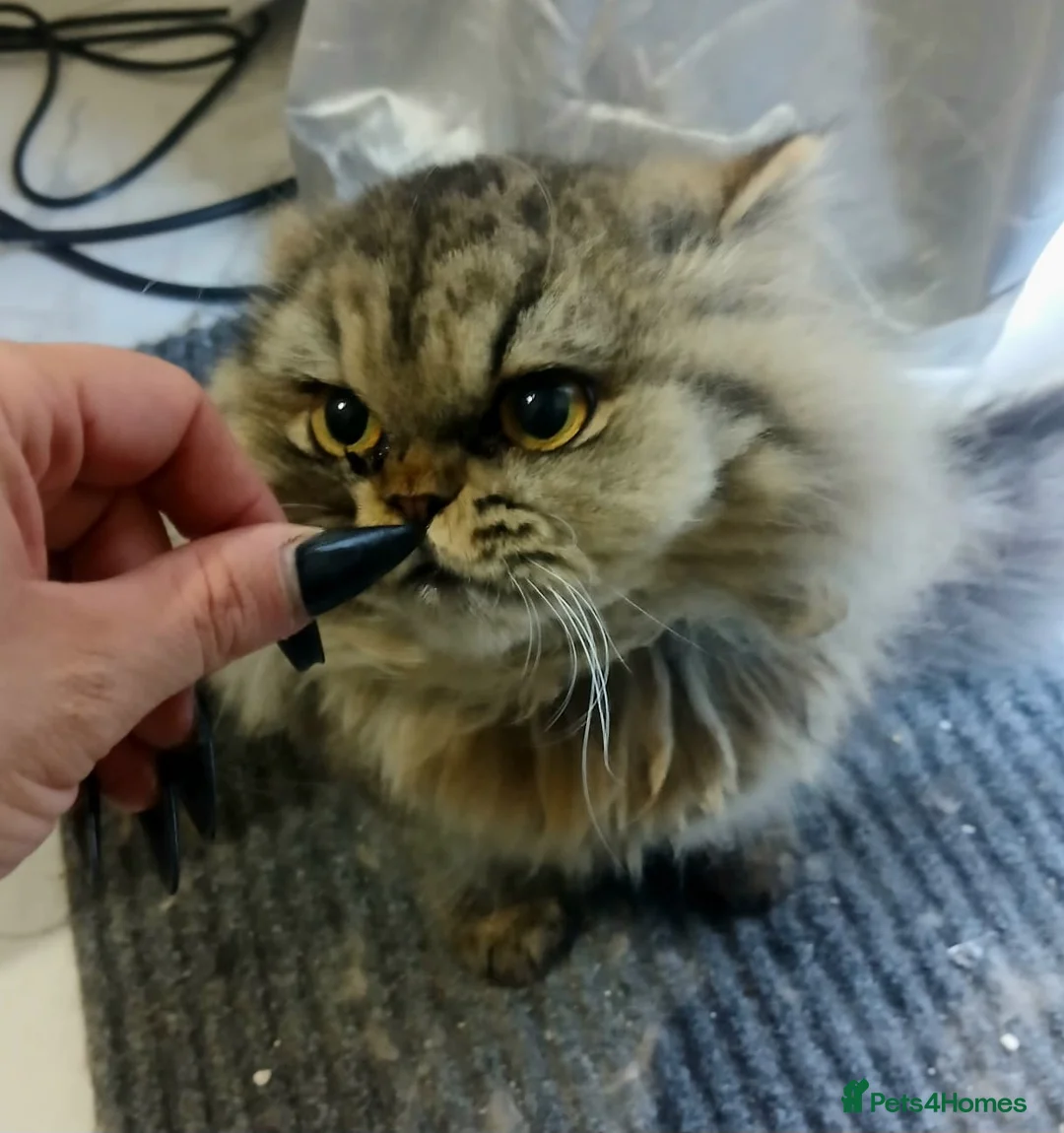 Persian cats for sale: Beautiful Persian girl - Advert 2