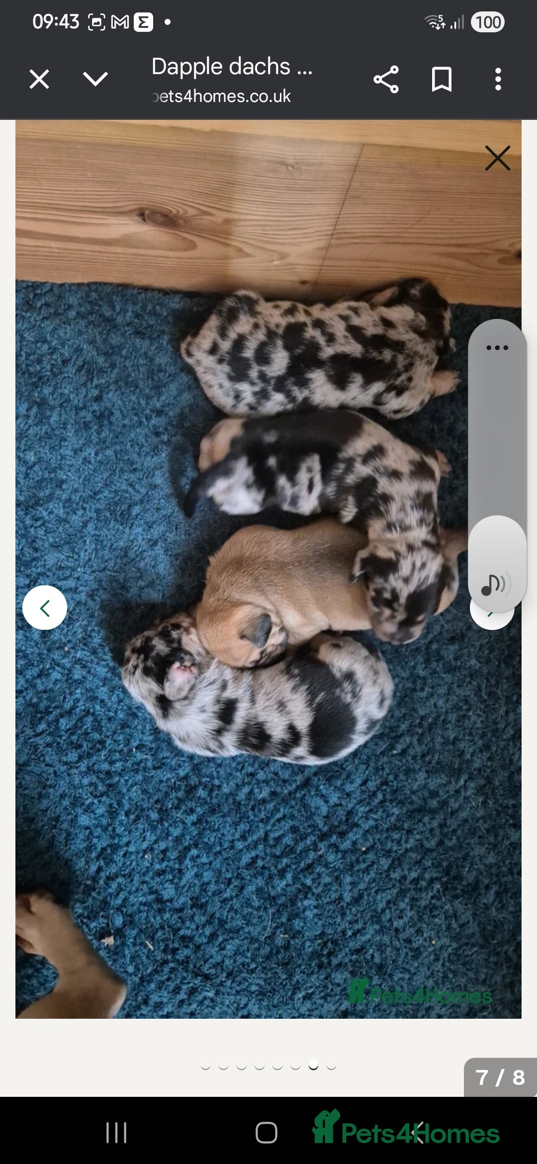 Mixed Breed dogs for sale: French bulldog X dachshund puppy - Advert 3
