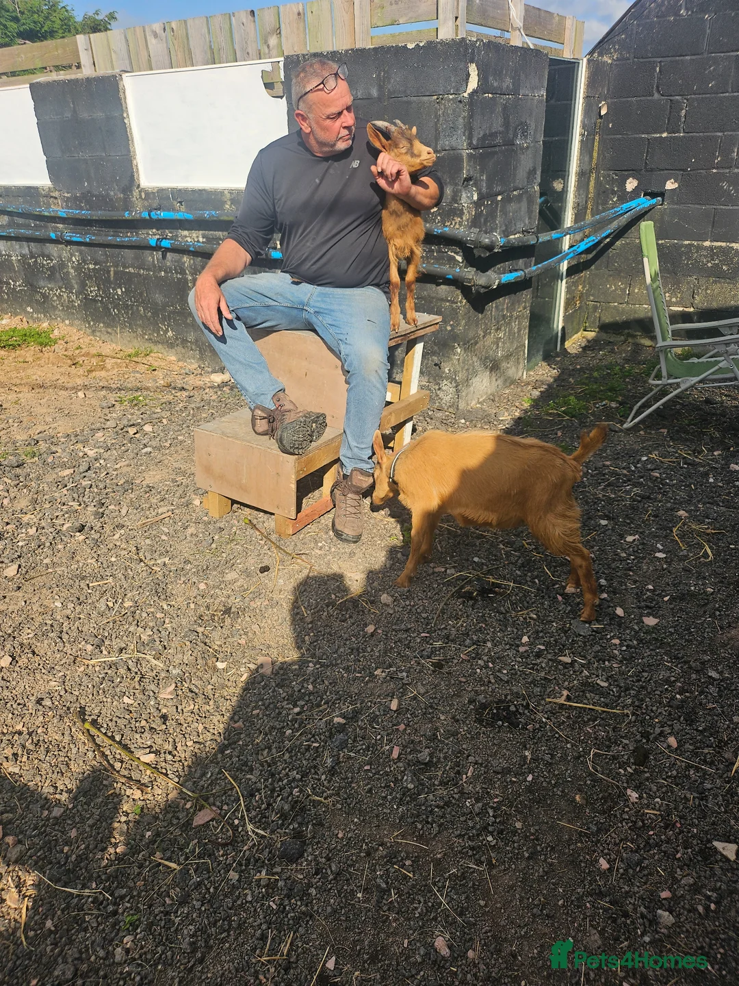 Goats livestock for sale: Two males goats - Advert 4