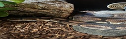 Python Snake reptiles for sale: Bull python  - Advert 2
