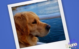 Golden Retriever dogs for stud: KCReg Well Proven Golden Stud, Health & DNA Tested in Wilmslow - Image 5