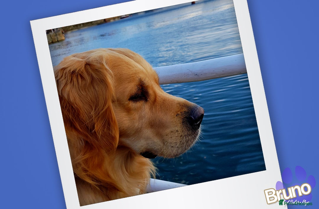 Golden Retriever dogs for stud: KCReg Well Proven Golden Stud, Health & DNA Tested in Wilmslow - Image 5