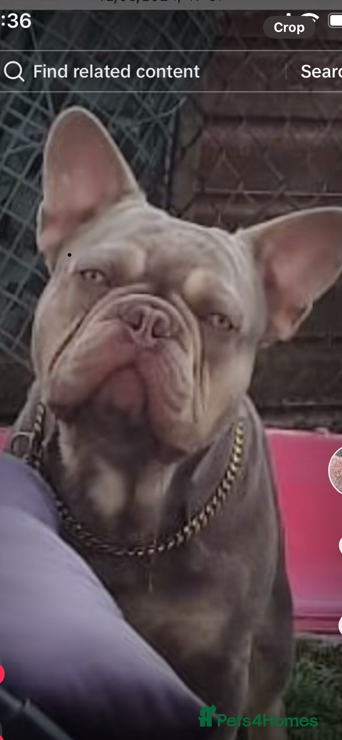 French Bulldog dogs Stunning French Bulldog For Stud - Advert 14