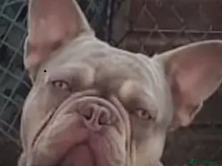 French Bulldog dogs Stunning French Bulldog For Stud - Advert 14