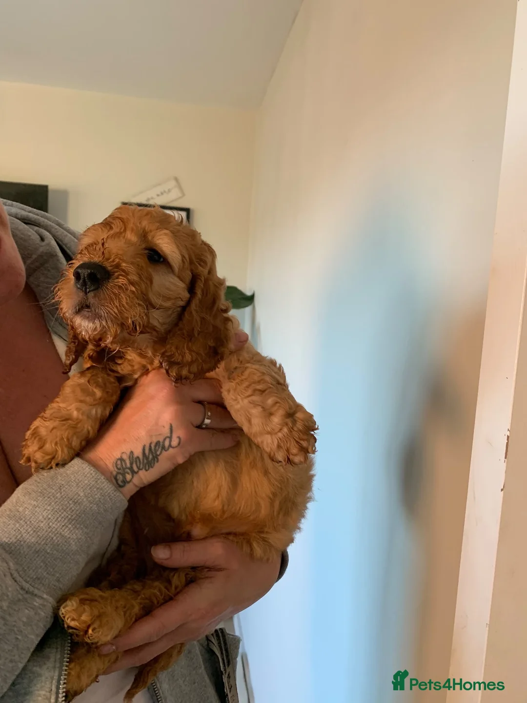Cavapoo dogs for sale: Ms penelope henshaw - Advert 2