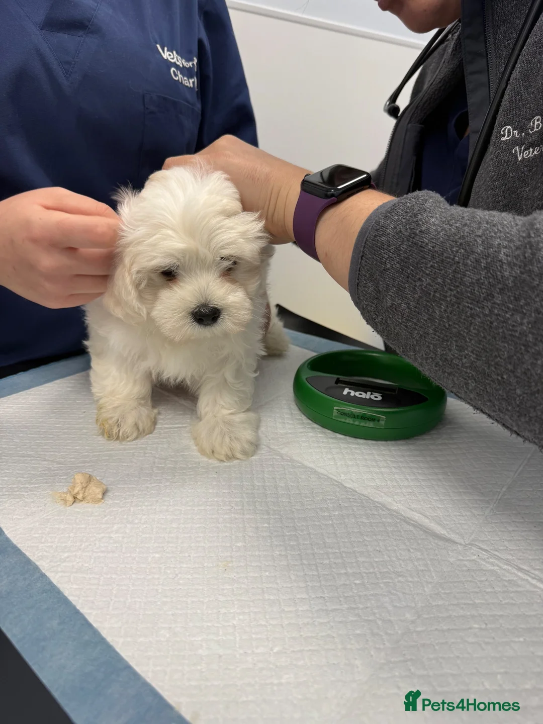 Maltese dogs for sale: Bichon Maltese  - Advert 7