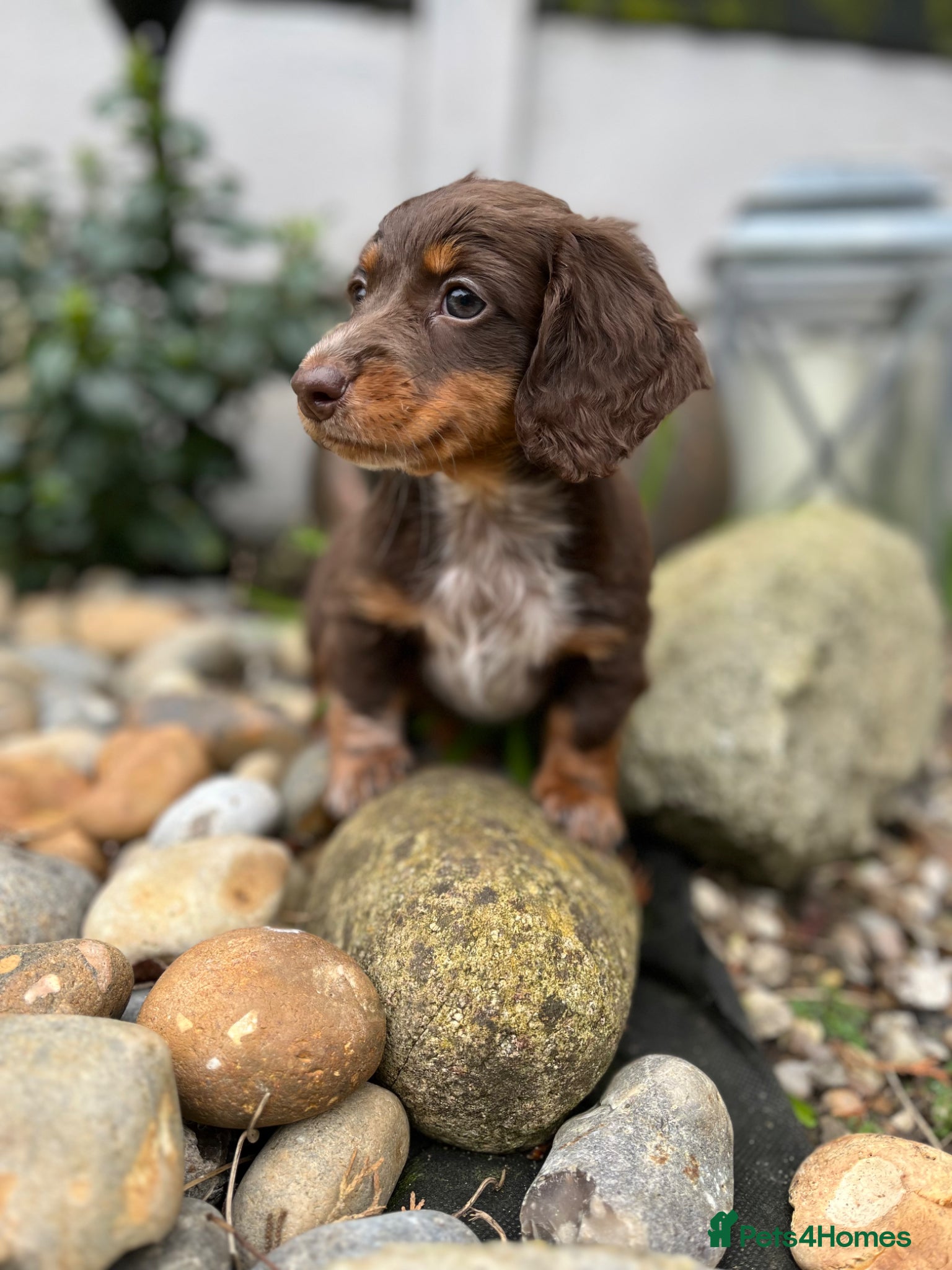 Miniature Dachshund dogs Long haired miniature dachshunds  - Advert 10
