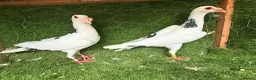 Pigeons birds for sale: Beautiful Quality Pigeons Healthy & Well Cared For - Advert 11