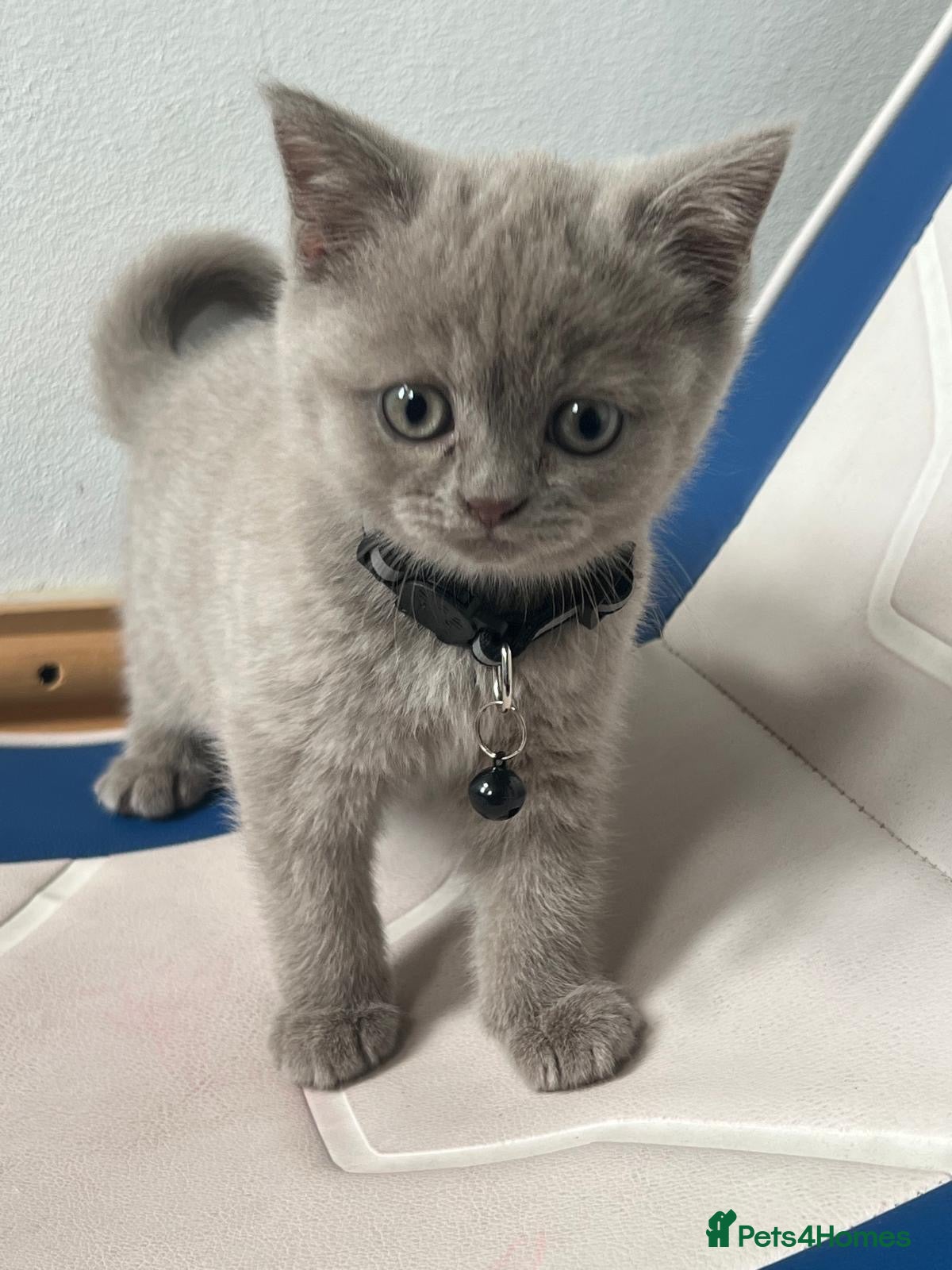 British Shorthair cats Lilac great British short hair  - Advert 1