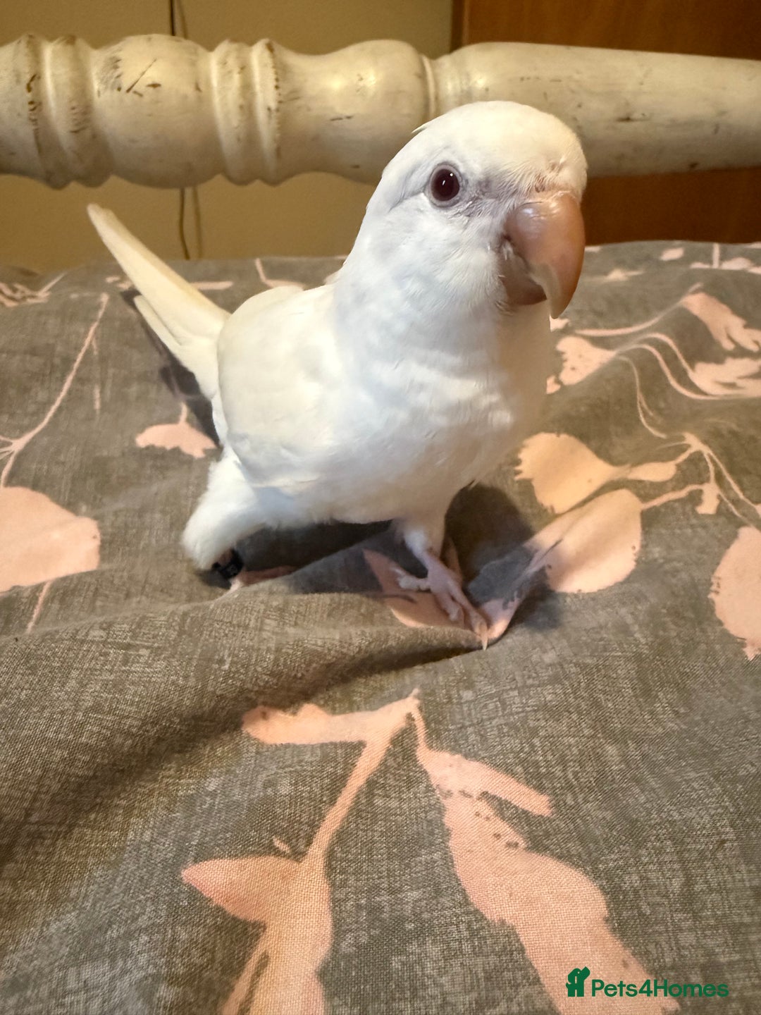Parakeets birds for sale: Handreared Tame Albino Quaker - Image 6