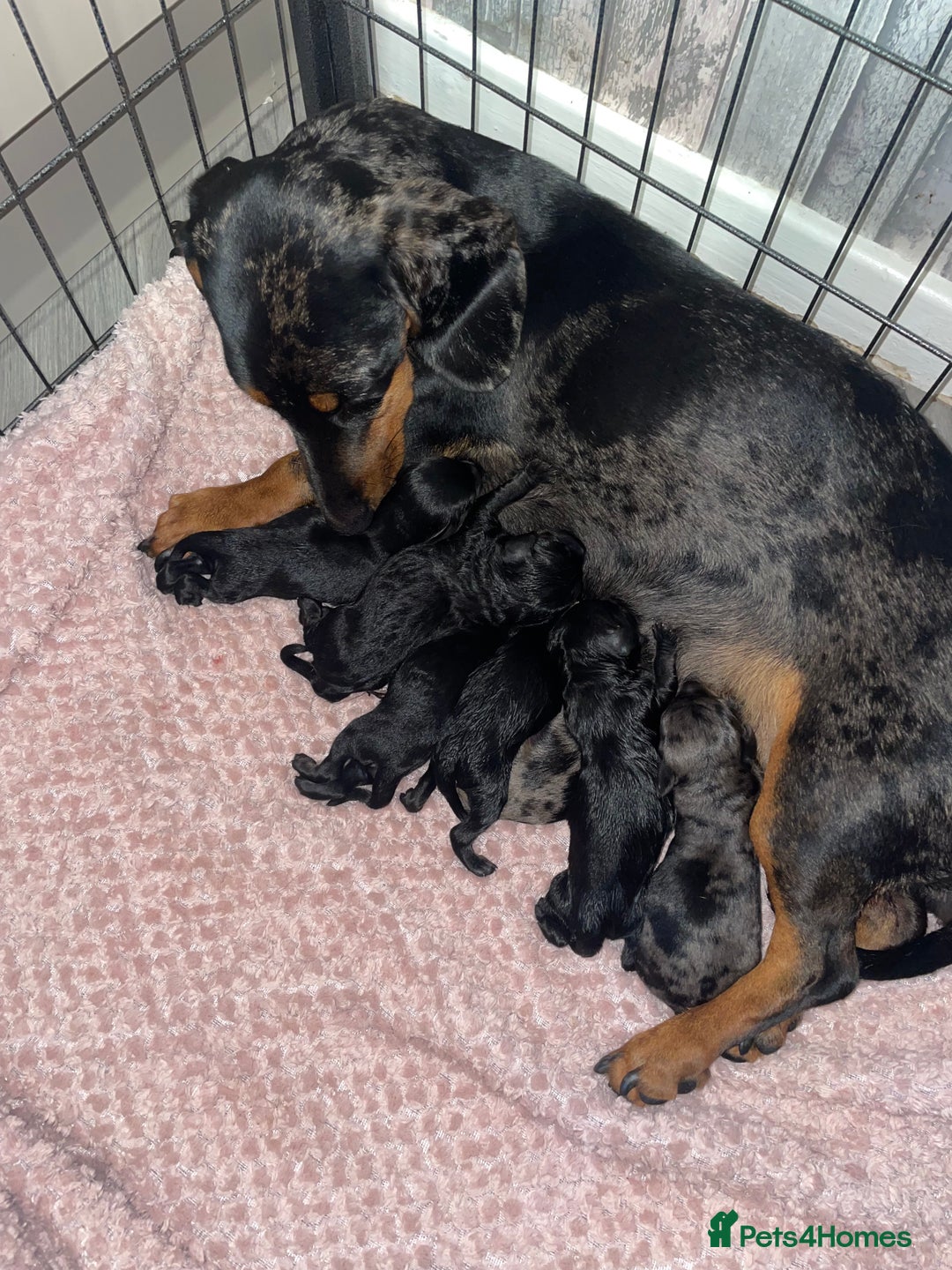 Doxiepoo dogs for sale: doxipoo puppies READY NOW - Image 2