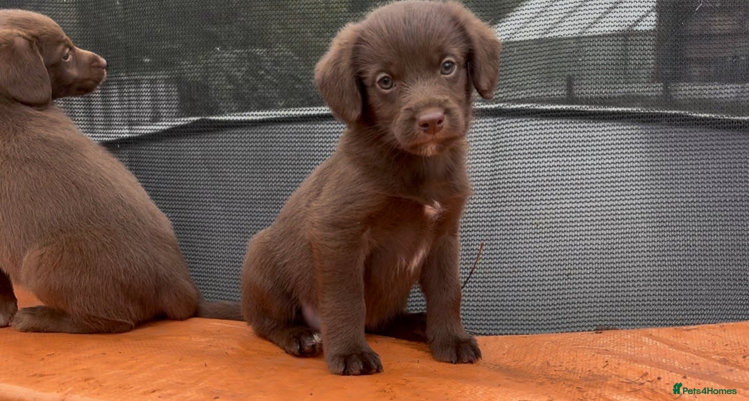 Labradoodle dogs for sale: READY NOW NOW NOW Irresistible Labradoodles  - Advert 12