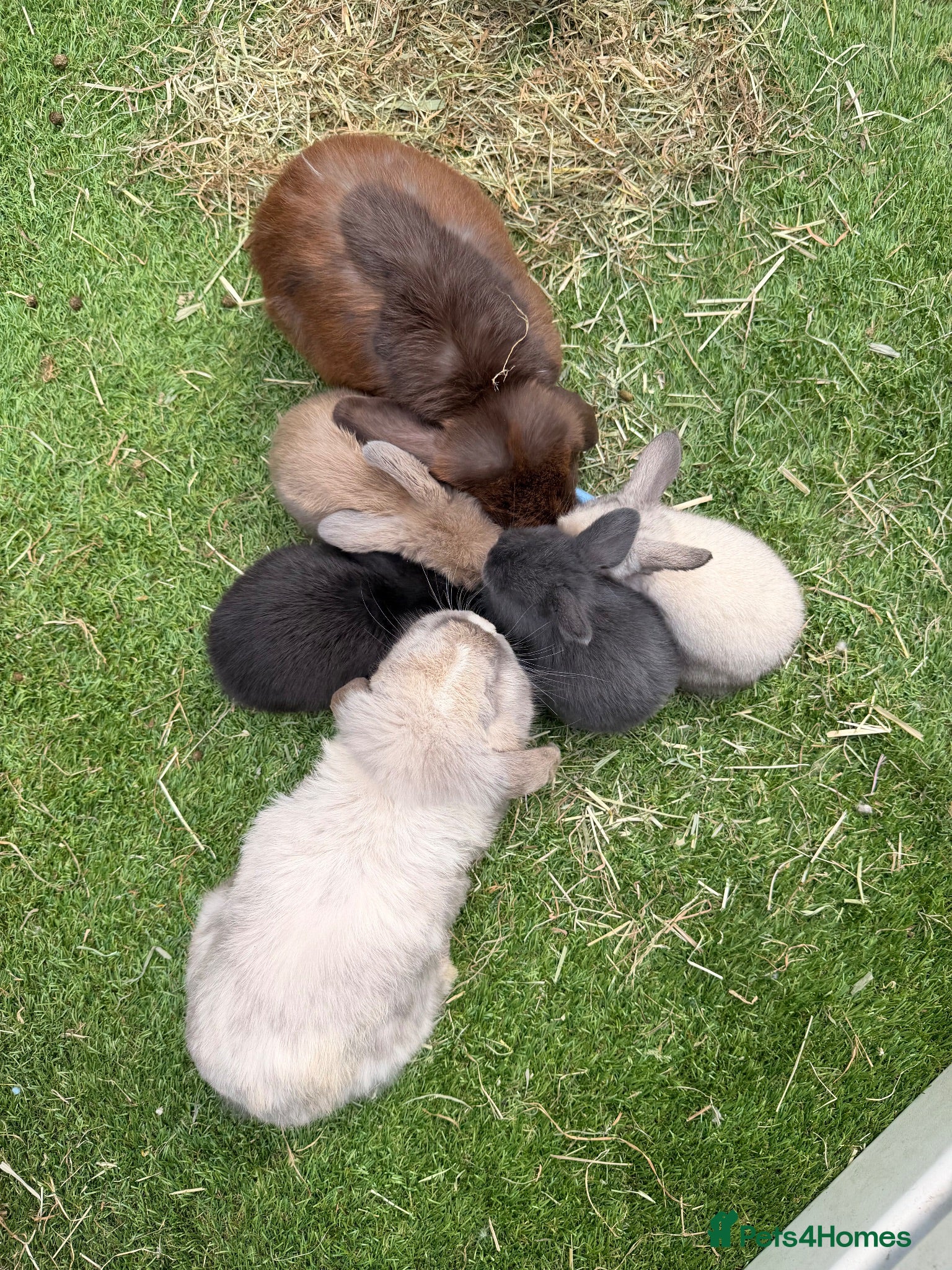 Mini Lop rabbits Gorgeous mini lops  - Advert 1
