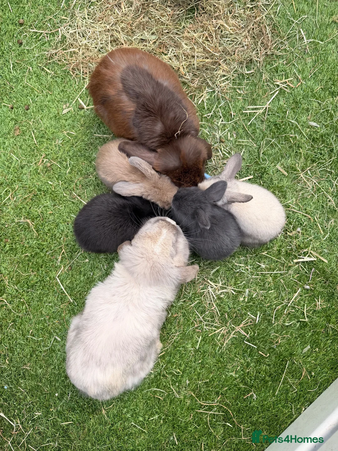 Mini Lop rabbits for sale: Gorgeous mini lops  - Advert 1