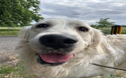 Golden Retriever dogs for stud: Looking for a Female Golden Retriever 🐾 - Image 11