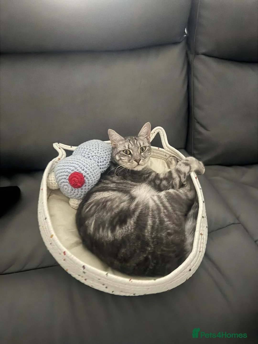 Mixed Breed cats for adoption: Indoor Rescue Leo in St Albans - Advert 2