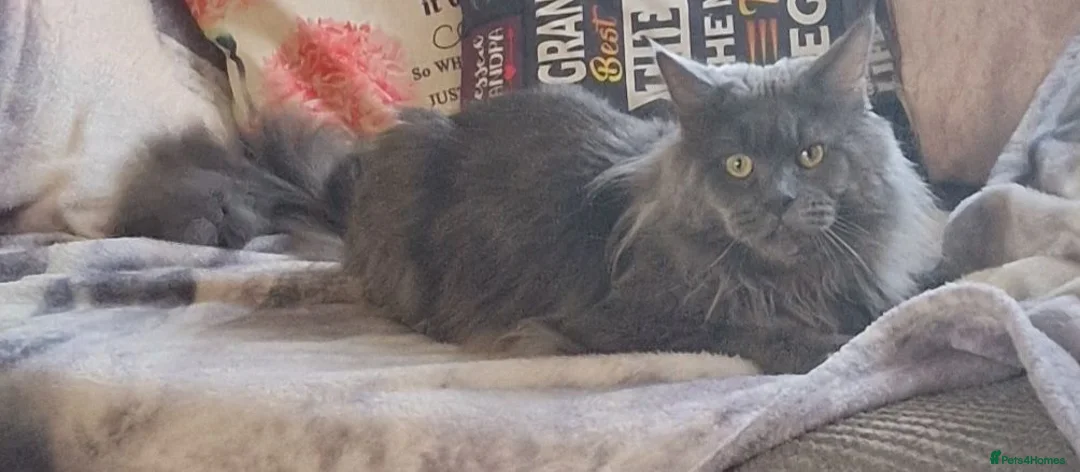 Maine Coon cats for sale: Maincoon  - Advert 5