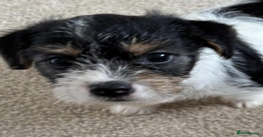 Jack Russell dogs - Advert 10