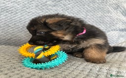 German Shepherd dogs for sale: K/C Registered German Shepherd Puppies  - Image 10