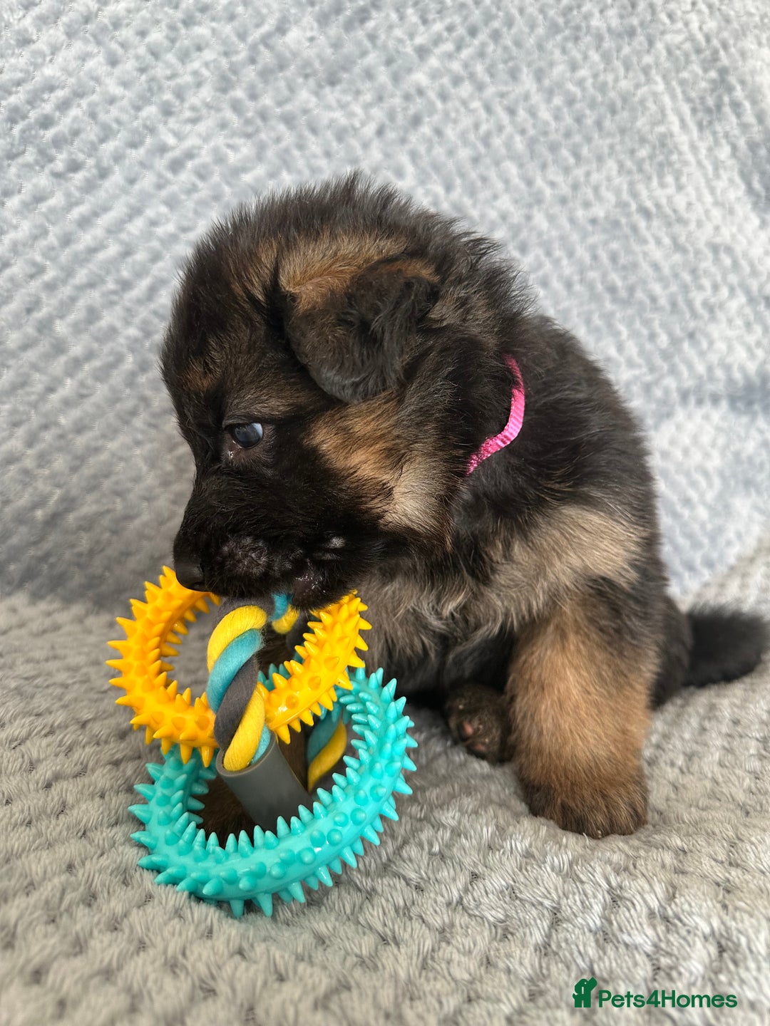 German Shepherd dogs for sale: K/C Registered German Shepherd Puppies  - Image 10