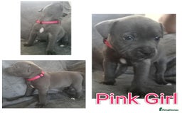 Staffordshire Bull Terrier dogs for sale: Blue Staffs Puppies - Image 6