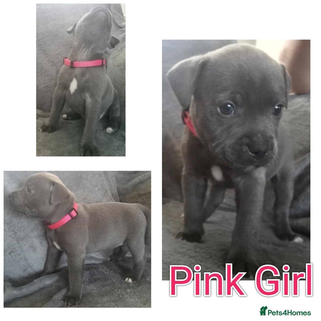 Staffordshire Bull Terrier dogs for sale: Blue Staffs Puppies - Image 6