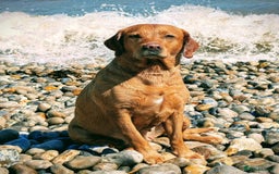 Labrador Retriever dogs for sale: KC registered Pedigree Labradors Black & Fox Red - Image 5