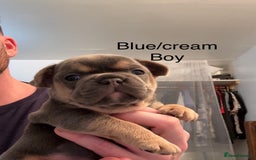 French Bulldog dogs for sale: 4 beautiful blue French bulldogs  - Image 4