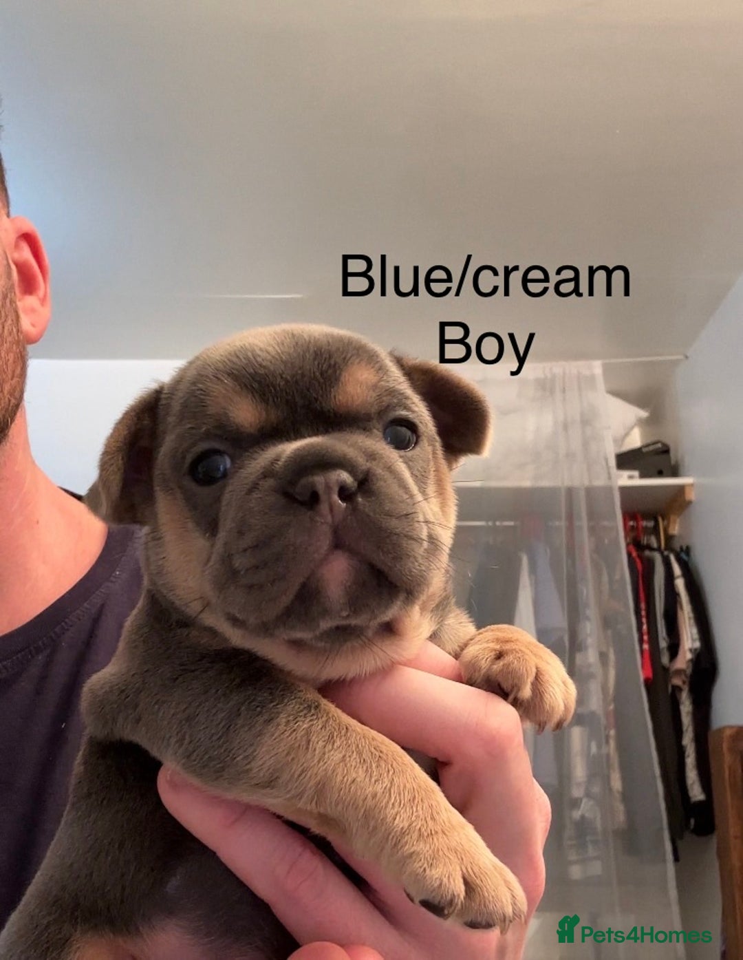 French Bulldog dogs for sale: 4 beautiful blue French bulldogs  - Image 4