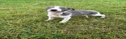 Whippet dogs for sale: Beautiful kc registered puppies - Advert 9