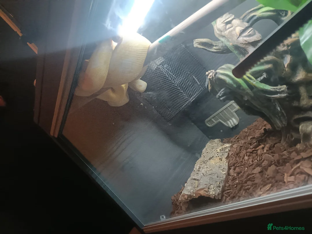 Boa Snake reptiles for sale: 3 years old Albino Red Tail Boa Constrictor  - Advert 4