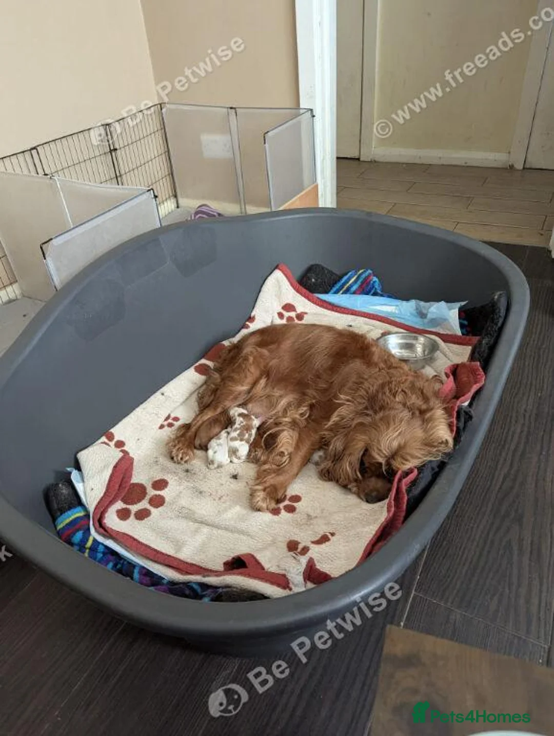 Cavalier King Charles Spaniel dogs for sale: Beautiful Cavalier King Charles Spaniel Puppies in Liverpool - Advert 20