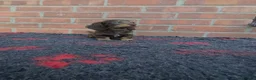 Miniature Dachshund dogs for sale: KC REGISTERED BEAUTIFUL MINIATURE LONGHAIRS - Advert 7