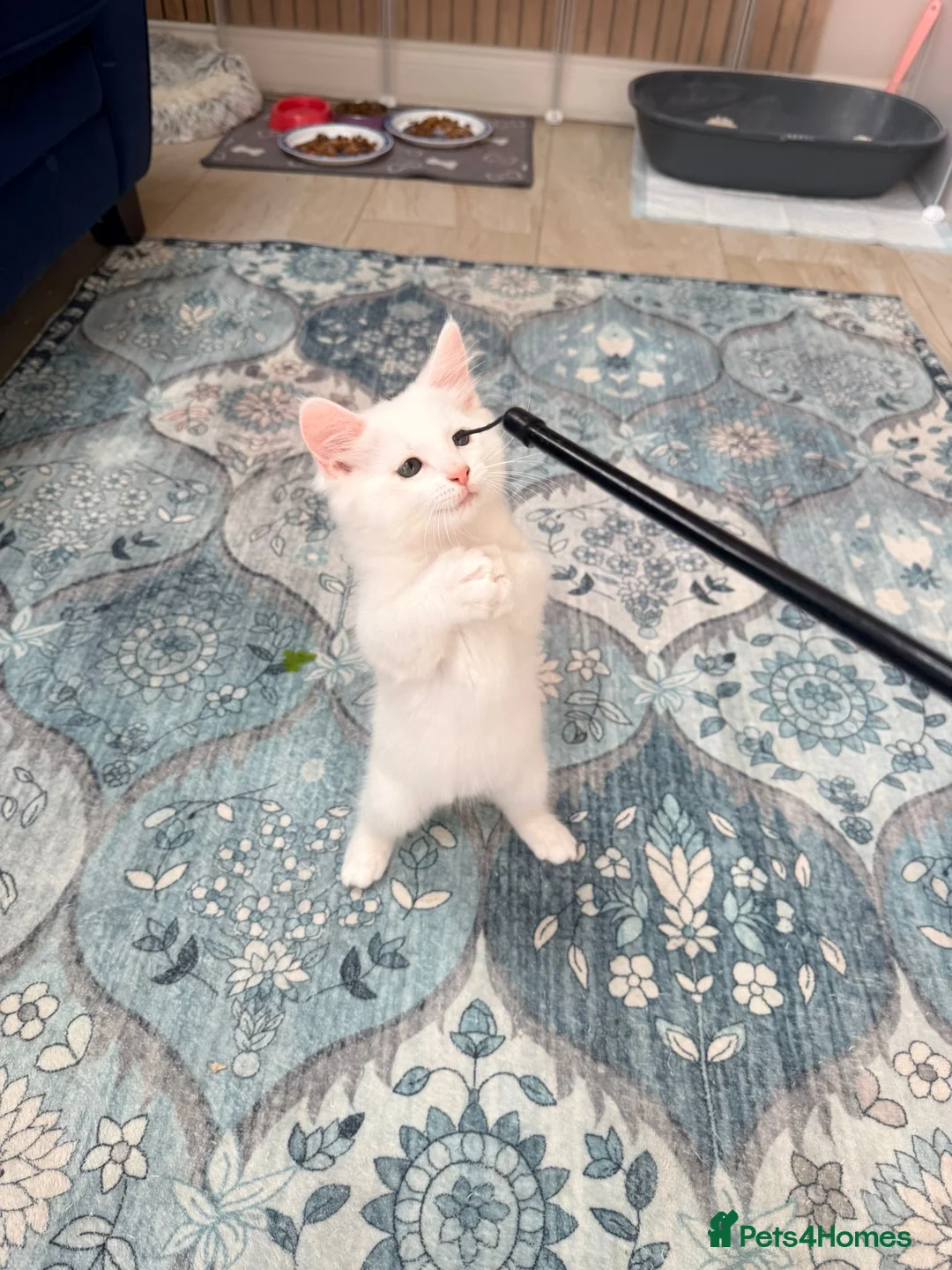 Bengal cats for sale: Bengal cross kittens  - Advert 2