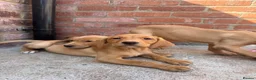 Labrador Retriever dogs for sale: KC Working line- From health tested parents  - Advert 8
