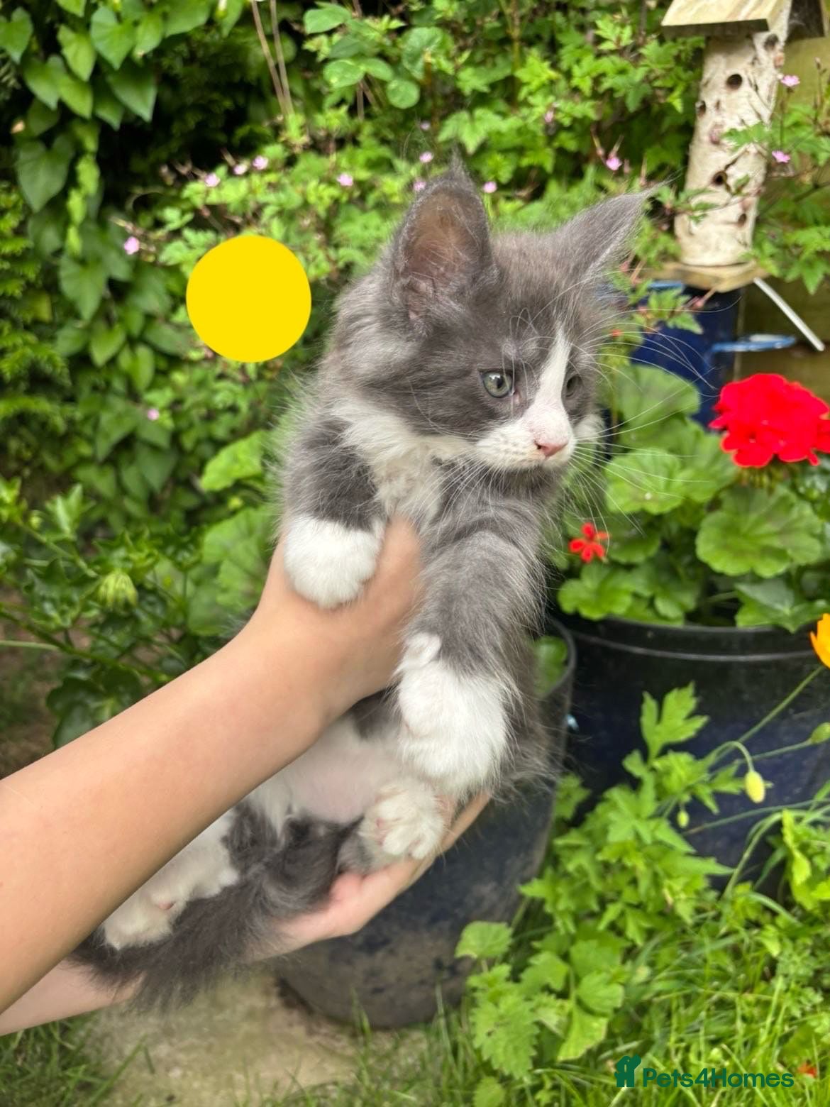Maine Coon cats Pure Maine Coon kittens - Advert 3