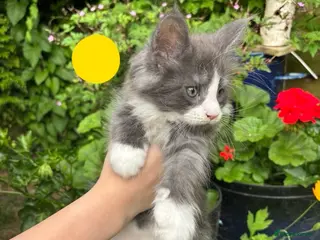 Maine Coon cats Pure Maine Coon kittens - Advert 3