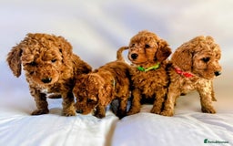 Miniature Poodle dogs for sale: MINIATURE POODLE PUPPIES.   - Advert 4
