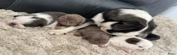 Pug dogs for sale: Kc pug puppies from a 5 star licensed breeder  - Advert 12