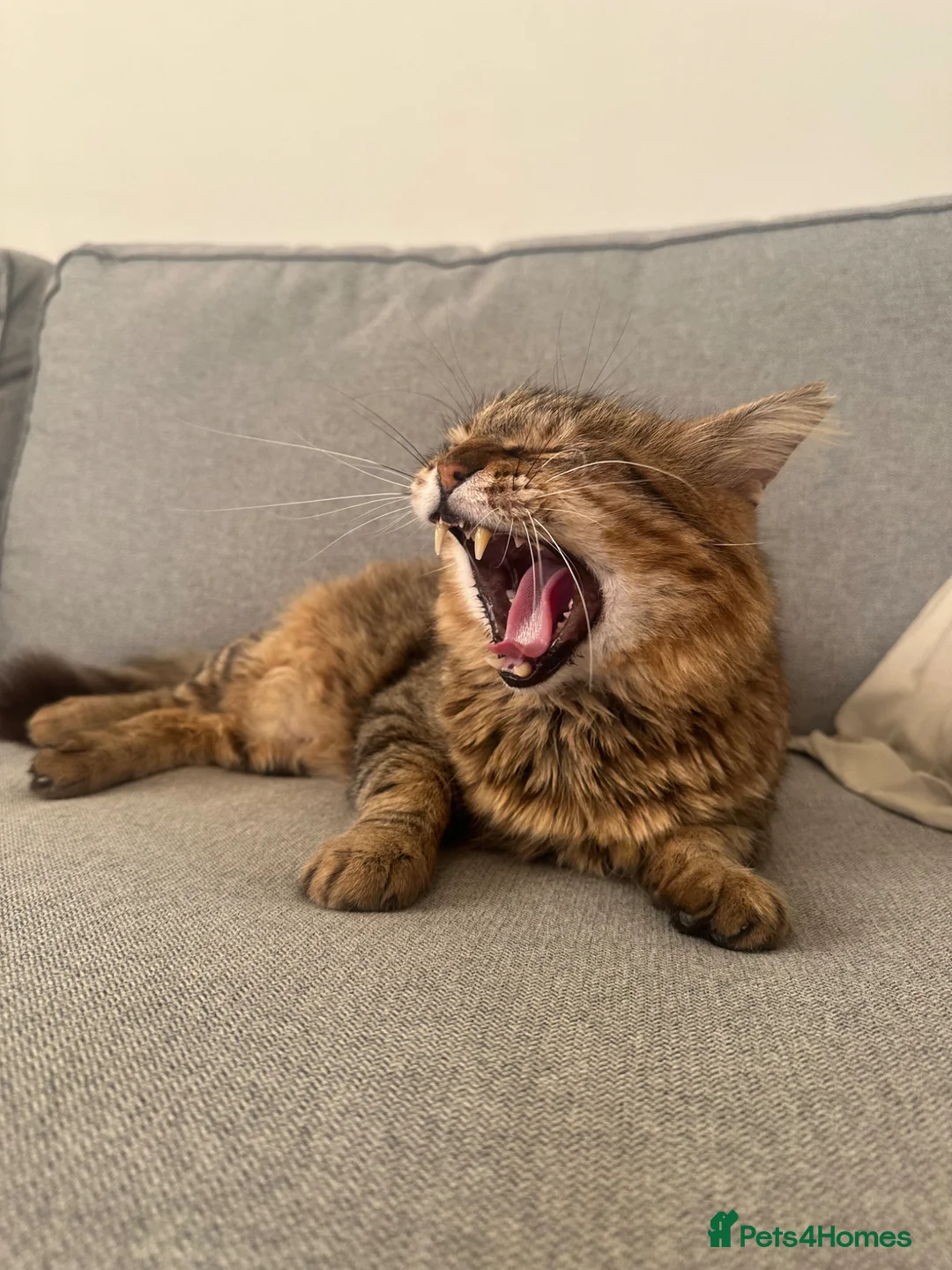 Mixed Breed cats for sale: Cypriot stray looking for forever home in Nottingham - Advert 2