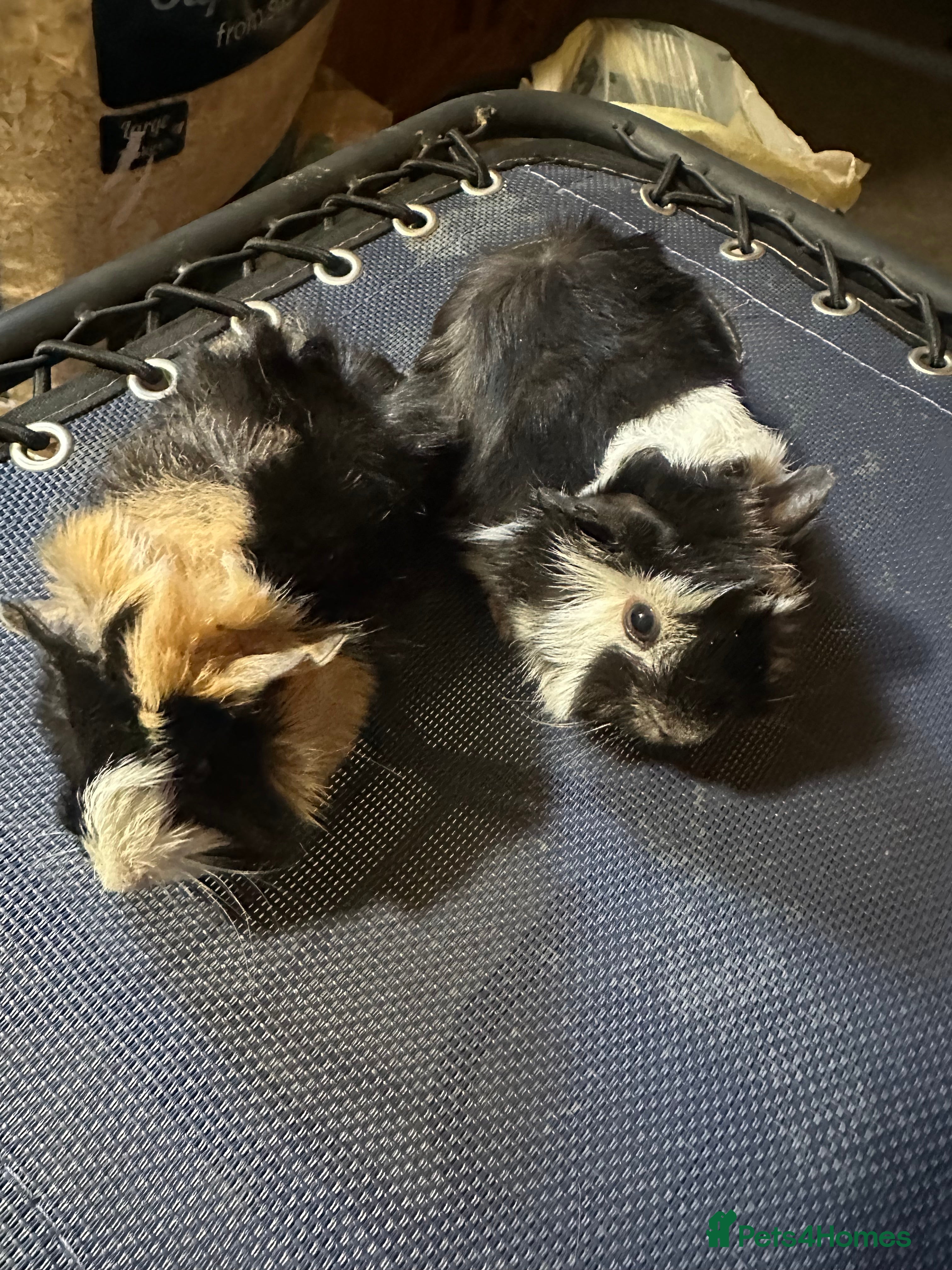 Guinea Pig rodents 2 Handsome male baby guinea pigs. - Advert 4