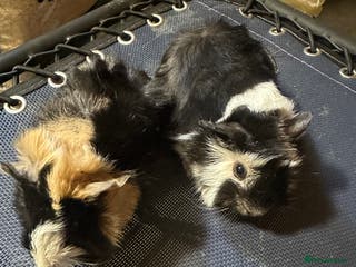 Guinea Pig rodents 2 Handsome male baby guinea pigs. - Advert 12