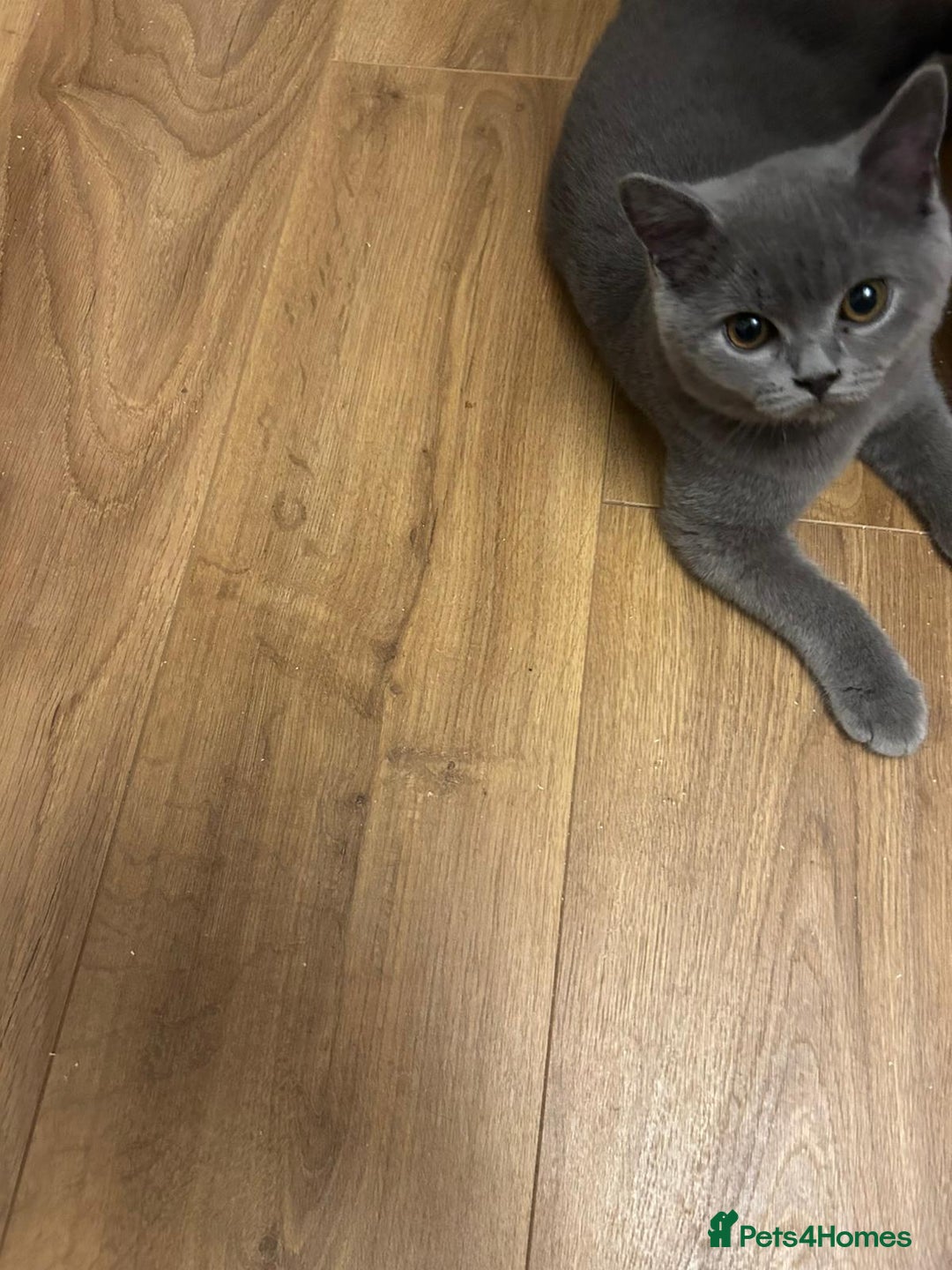 British Shorthair cats for sale: Regrettably I'm having rehome my BSH blue kitten  - Image 1