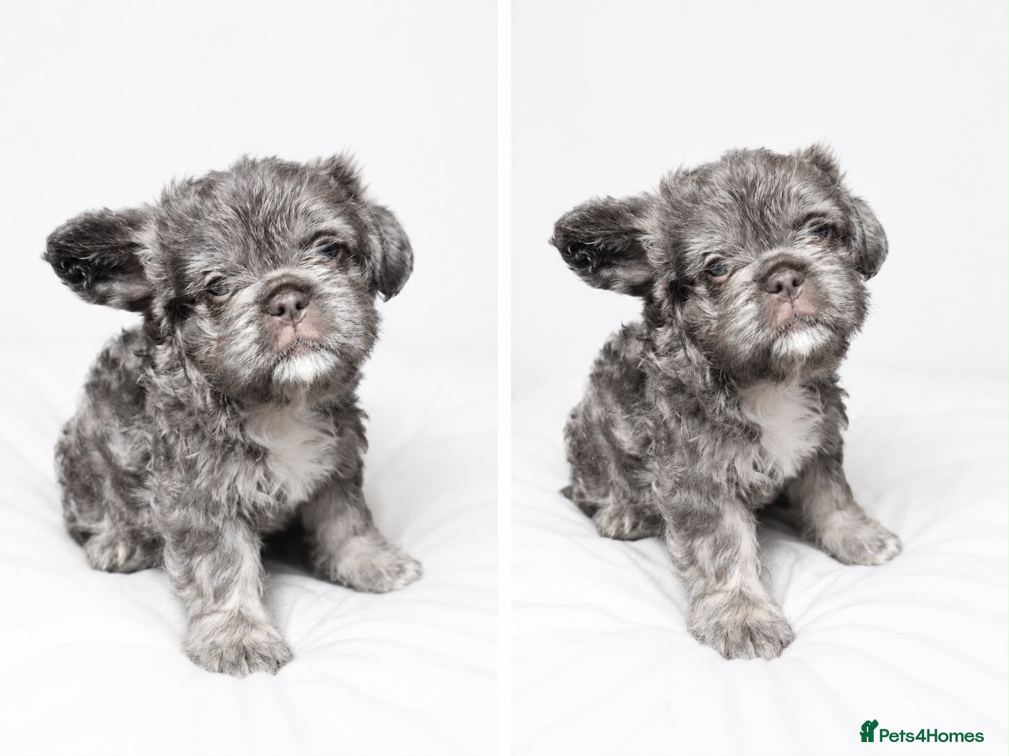 French Bulldog dogs Top Quality Fluffy/Teddy Bear Coat French Bulldogs - Advert 2