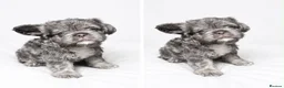 French Bulldog dogs for sale: LAST TWO - Top Quality Fluffy Coat French Bulldogs - Advert 10