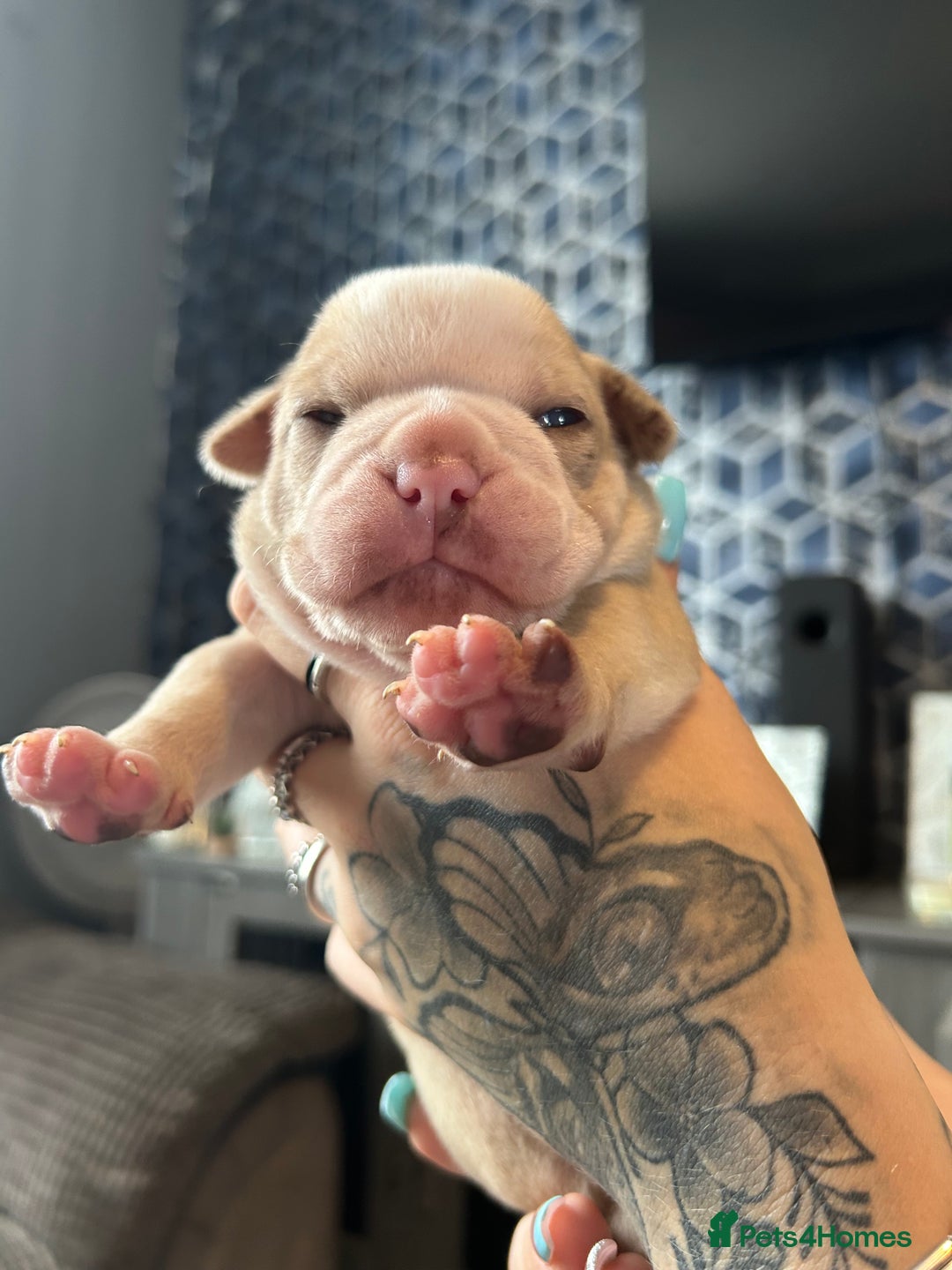Olde English Bulldogge dogs for sale: CARTEL BLOODLINE OLDE ENGLISH PUPPIES!!  - Image 29