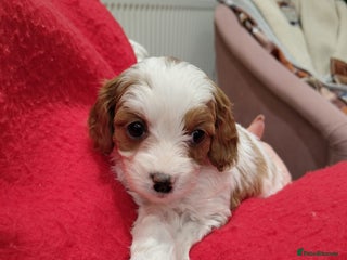 Cavapoo dogs Amazing quality genuine F1 cavapo litter - Advert 3